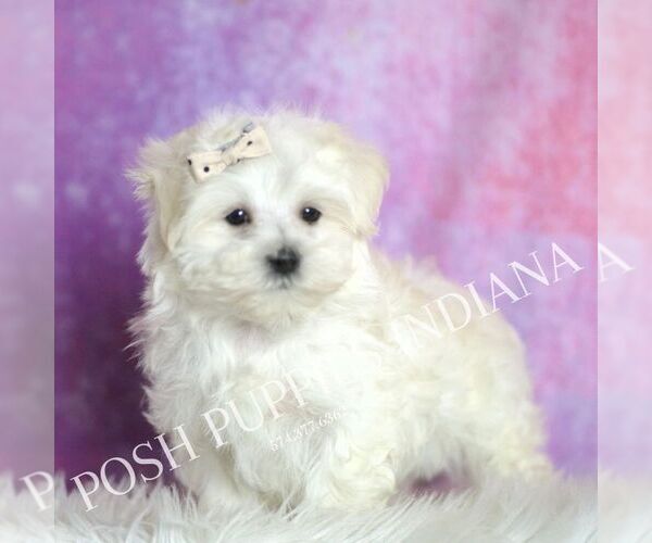 Medium Photo #5 Maltese Puppy For Sale in WARSAW, IN, USA