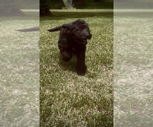 Medium Bernedoodle-Labradoodle Mix