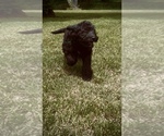 Puppy Male Doodle 1 Bernedoodle-Labradoodle Mix