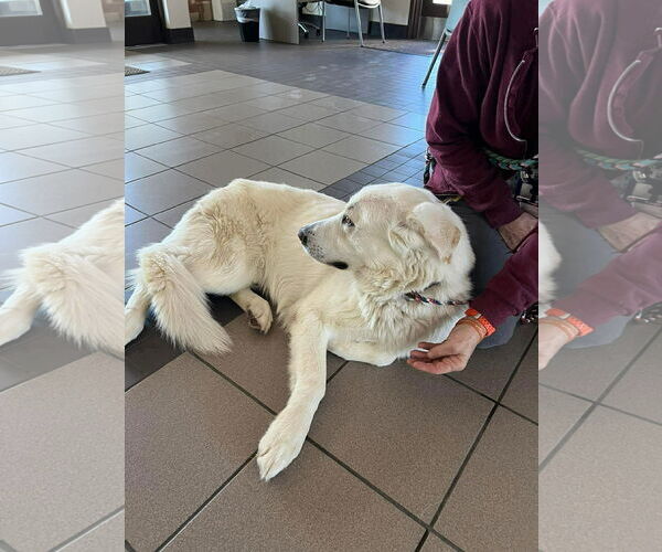 Medium Photo #1 Labrenees Puppy For Sale in San Diego, CA, USA