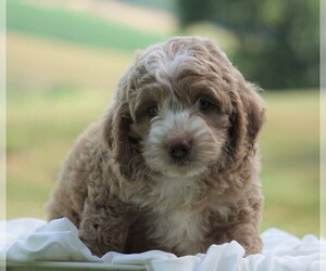 Cocker Spaniel-Poodle (Miniature) Mix Puppy for sale in FREDERICKSBG, OH, USA