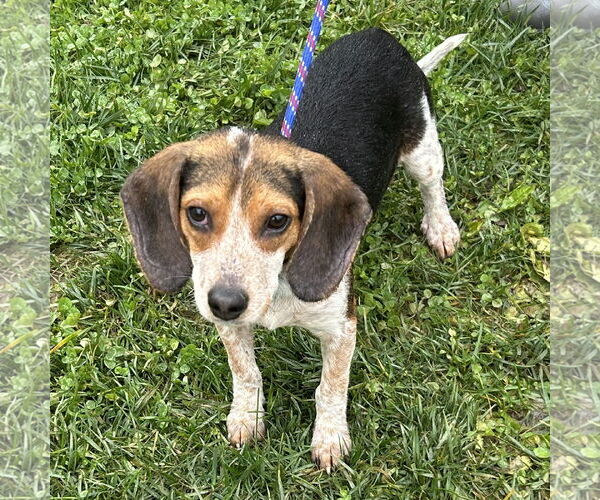 Medium Photo #1 Beagle Puppy For Sale in Batavia, OH, USA