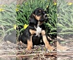 Small Photo #2 Labradinger Puppy For Sale in LISLE, NY, USA