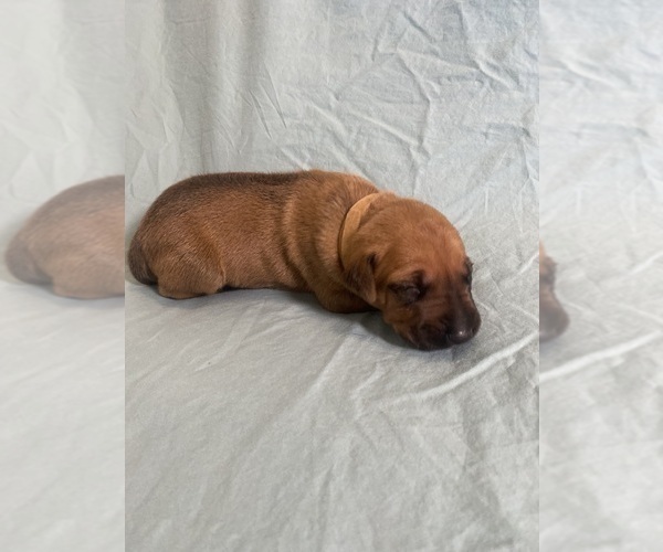 Medium Photo #7 Rhodesian Ridgeback Puppy For Sale in KELLER, TX, USA