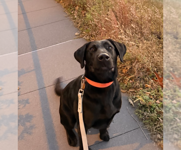 Medium Photo #3 Labrador Retriever Puppy For Sale in Brooklyn, NY, USA