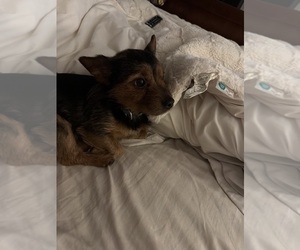 Mother of the Yorkshire Terrier puppies born on 02/02/2026