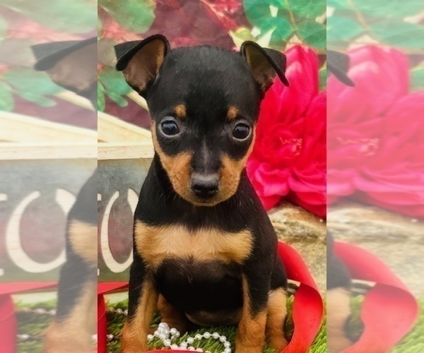 Medium Photo #6 Miniature Pinscher Puppy For Sale in CLAREMORE, OK, USA