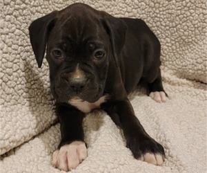 Boxer Puppy for Sale in JOLIET, Illinois USA