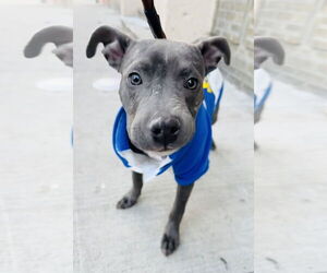 American Pit Bull Terrier-American Staffordshire Terrier Mix Dogs for adoption in Staten Island, NY, USA