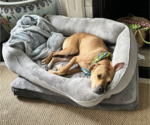 Small #14 American Pit Bull Terrier Mix