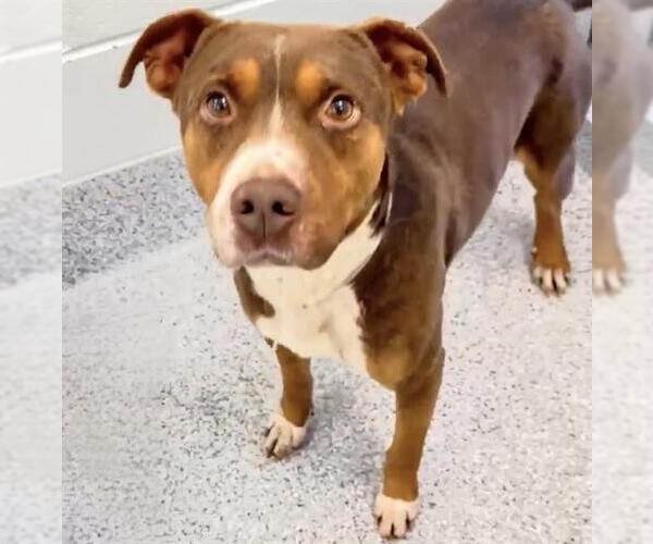 Medium Photo #2 Mutt Puppy For Sale in Houston, TX, USA