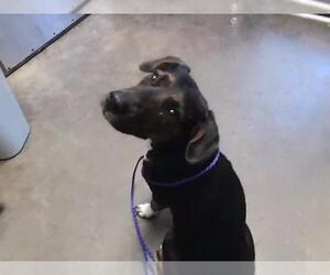 Plott Hound-Unknown Mix Dogs for adoption in Tulsa, OK, USA