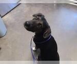 Small Plott Hound Mix