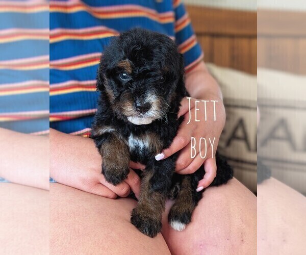 Medium Photo #39 Bernedoodle (Miniature) Puppy For Sale in DAVIS, CA, USA