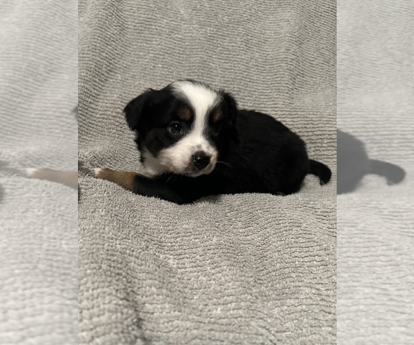 Medium Photo #39 Miniature Australian Shepherd Puppy For Sale in QUINCY, CA, USA