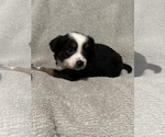 Small Photo #39 Miniature Australian Shepherd Puppy For Sale in QUINCY, CA, USA
