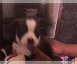 Small Photo #28 Boston Terrier-Collie Mix Puppy For Sale in COLUMBUS, OH, USA