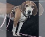 Small #5 Beagle