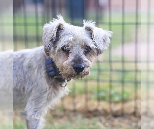 Medium Photo #1 Mutt Puppy For Sale in San Antonio, TX, USA