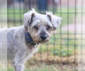 Mutt Dogs for adoption in San Antonio, TX, USA