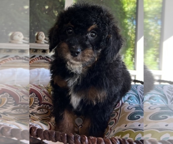Medium Photo #6 Bernedoodle (Miniature) Puppy For Sale in NOBLESVILLE, IN, USA