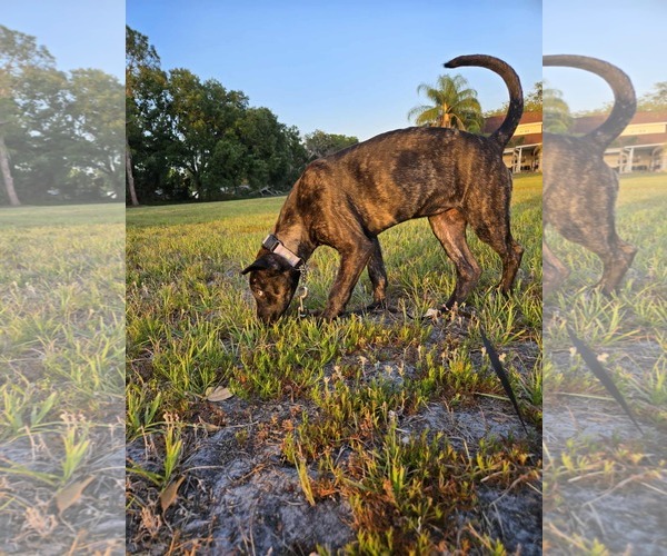 Medium Photo #4 Catahoula Leopard Dog-Whippet Mix Puppy For Sale in Valrico, FL, USA