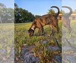 Small #3 Catahoula Leopard Dog-Whippet Mix
