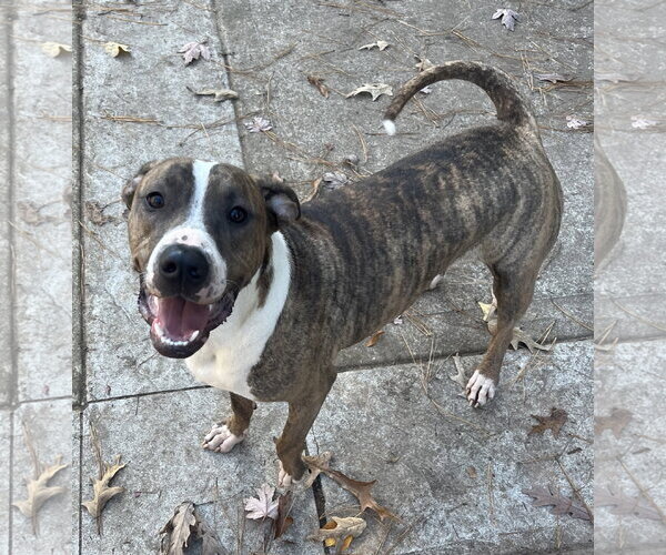 Medium Photo #1 Mutt Puppy For Sale in Holly Springs, NC, USA