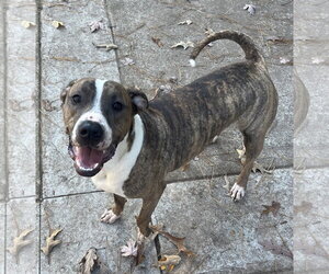 Mutt Dogs for adoption in Holly Springs, NC, USA