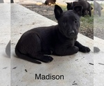 Puppy Madison Belgian Malinois