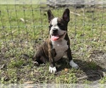 Small #4 French Bulldog