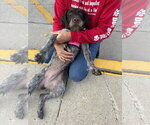 Small #2 German Wirehaired Pointer Mix