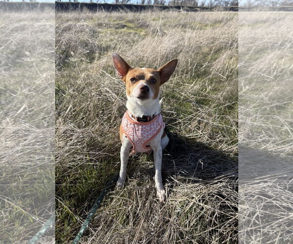 Medium Photo #1 Chihuahua-Unknown Mix Puppy For Sale in Chico, CA, USA