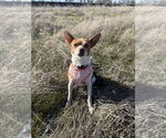 Small Chihuahua Mix