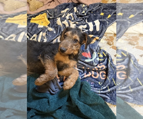 Medium Photo #16 Airedale Terrier Puppy For Sale in FLAGSTAFF, AZ, USA