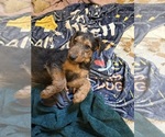 Small Photo #16 Airedale Terrier Puppy For Sale in FLAGSTAFF, AZ, USA