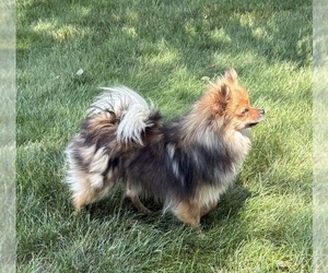 Mother of the Pomeranian puppies born on 06/08/2026