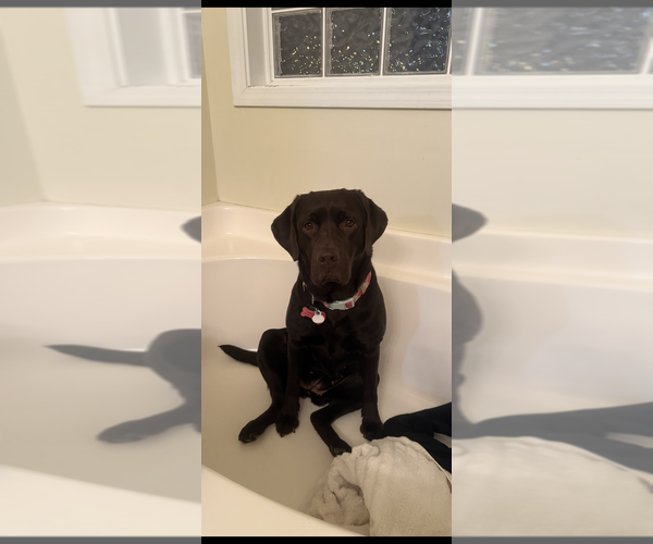 Medium Photo #1 Labrador Retriever Puppy For Sale in PRINCETON, NC, USA