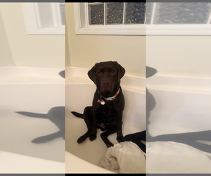 Mother of the Labrador Retriever puppies born on 05/29/2026
