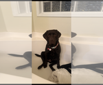 Small Photo #1 Labrador Retriever Puppy For Sale in PRINCETON, NC, USA