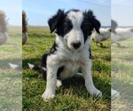 Small Photo #222 Border Collie Puppy For Sale in NORBORNE, MO, USA