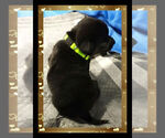 Small Photo #10 Pembroke Welsh Corgi Puppy For Sale in LOGAN, NM, USA