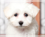 Small #1 Maltese