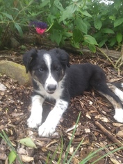 Medium Border Collie