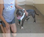 Small #1 American Pit Bull Terrier Mix