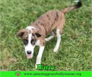 Harry - Male Mutt Dog for Adoption - Photo #3