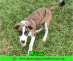 Small Photo #3 Mutt Puppy For Sale in Milton, FL, USA