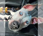 Small American Pit Bull Terrier-Dalmatian Mix