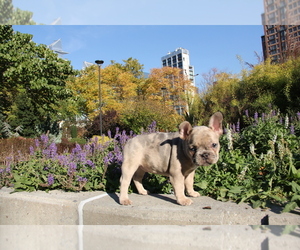 French Bulldog Puppy for Sale in EMPIRE STATE, New York USA