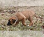 Small Photo #1 Bullboxer Pit Puppy For Sale in Mechanicsburg, PA, USA